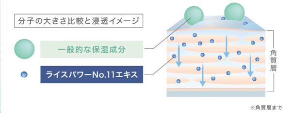 ライスパワーNo.11エキスが浸透する様子